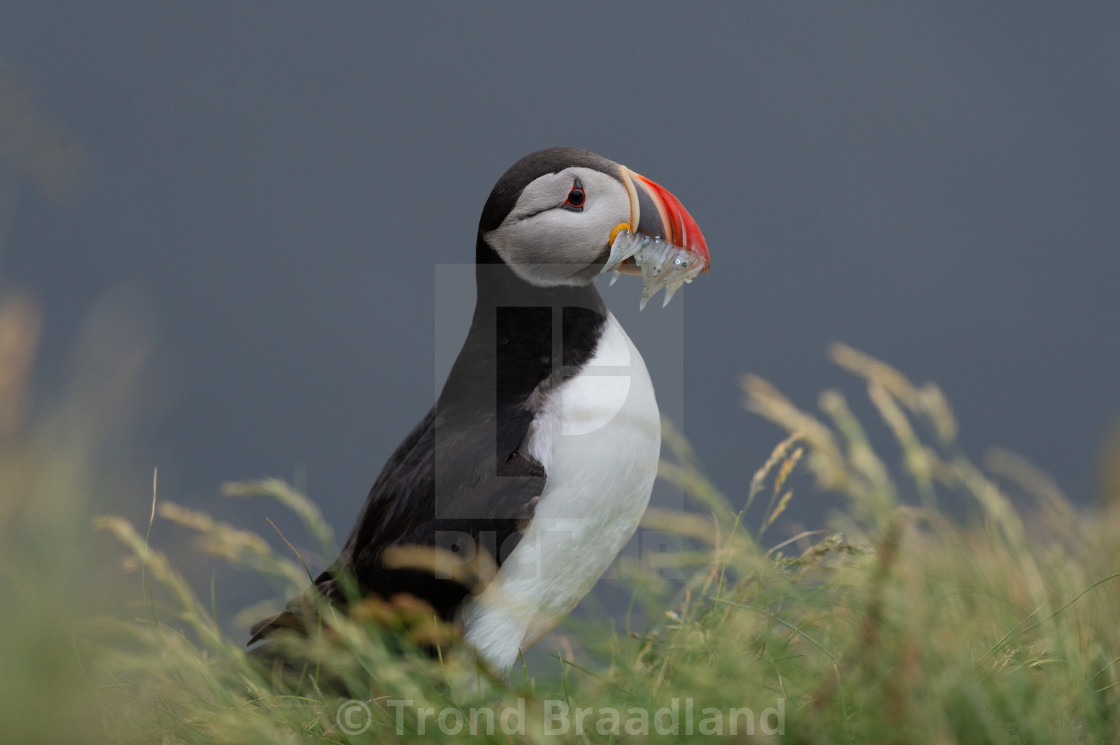 "Atlantic puffin" stock image