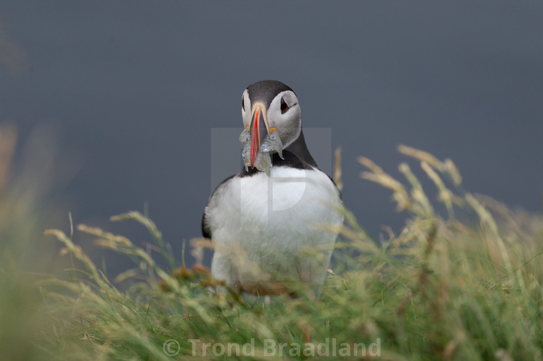 "Atlantic puffin" stock image