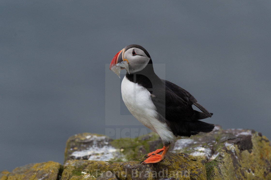 "Atlantic puffin" stock image