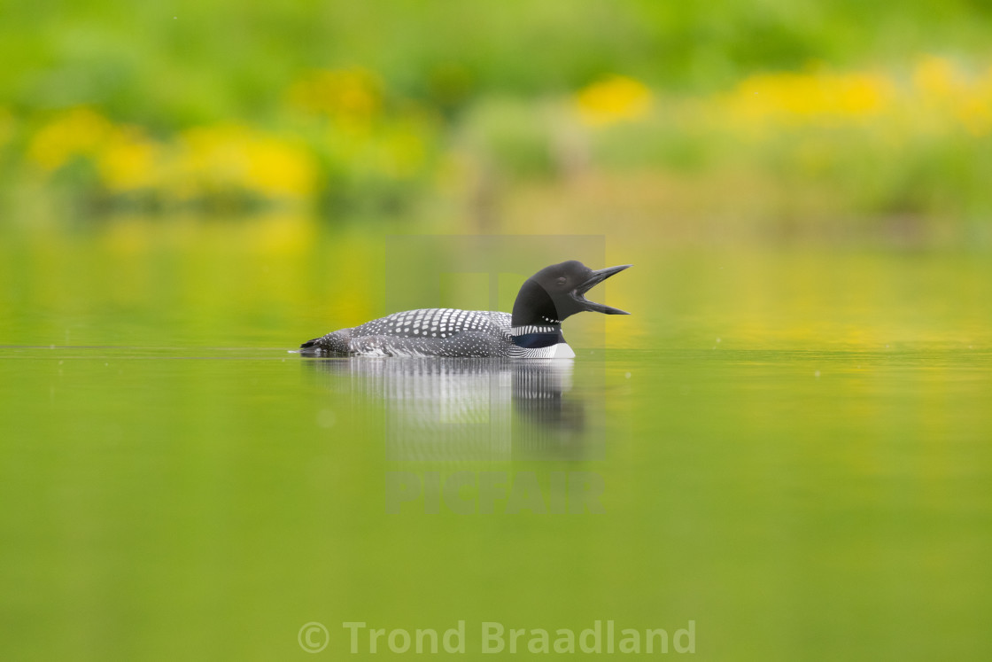 "Common loon" stock image