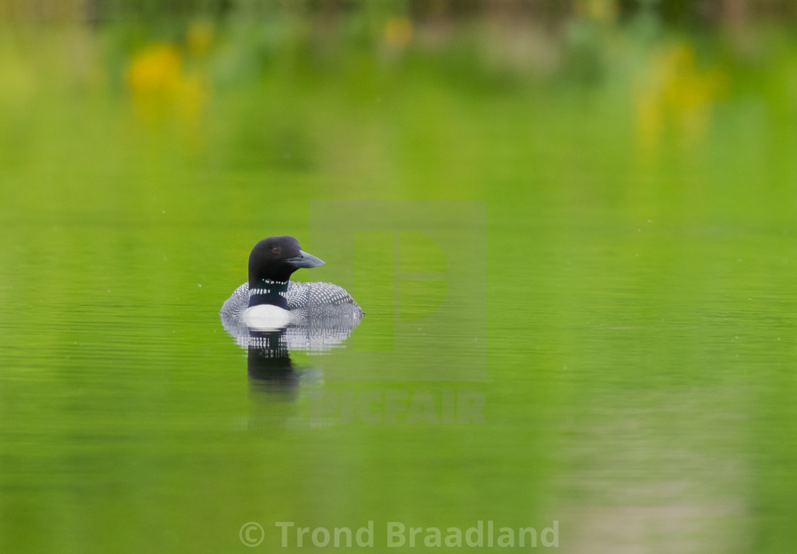 "Common loon" stock image