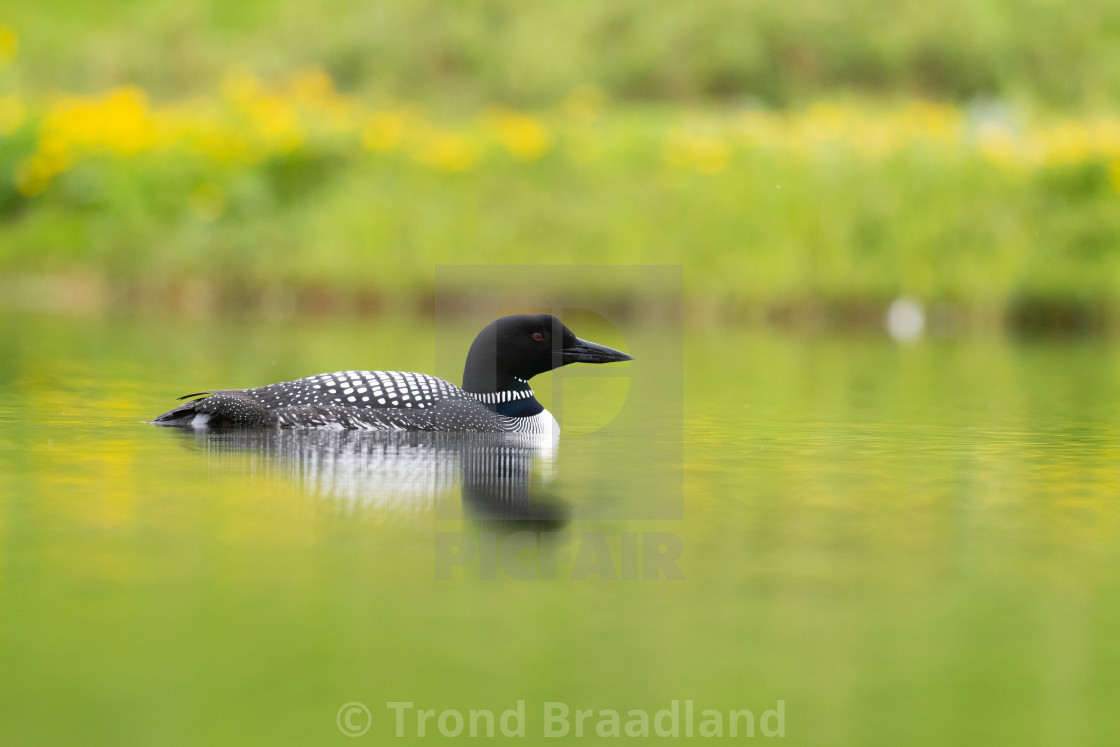 "Common loon" stock image