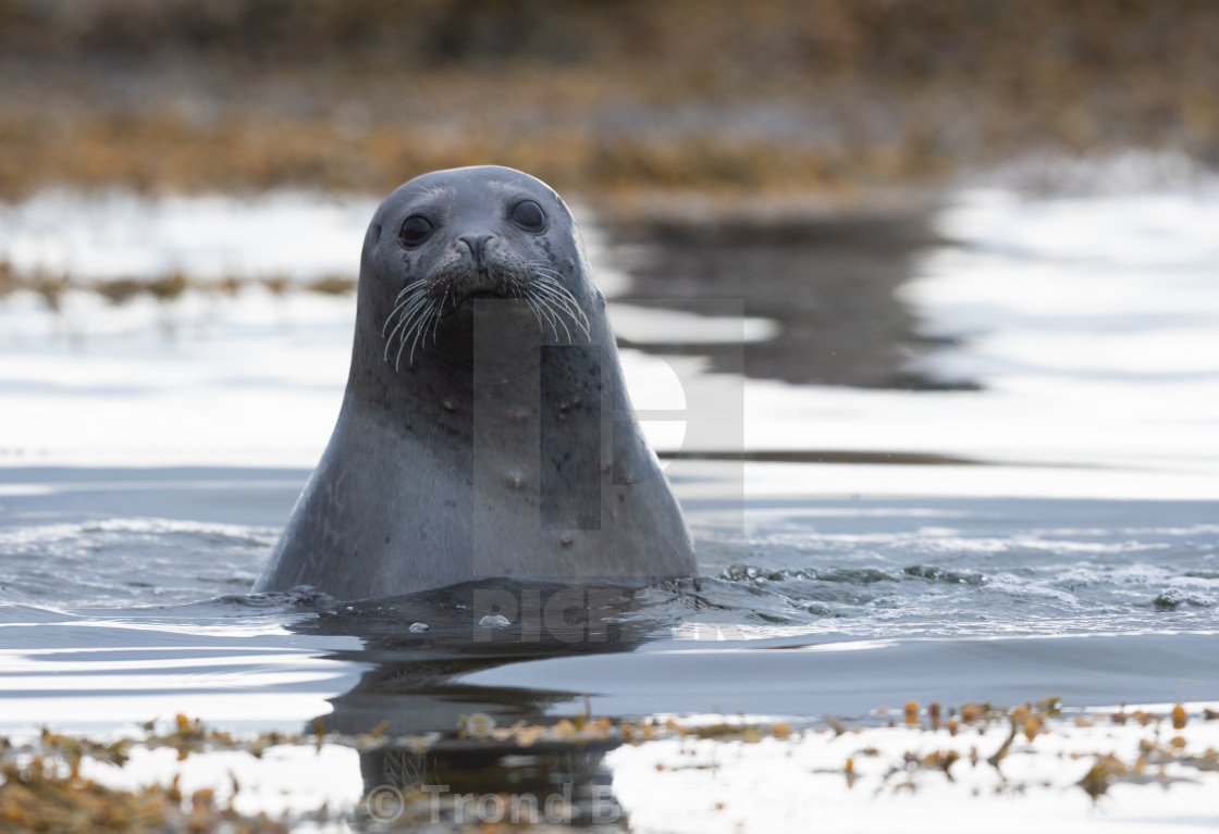 "Harbor seal" stock image