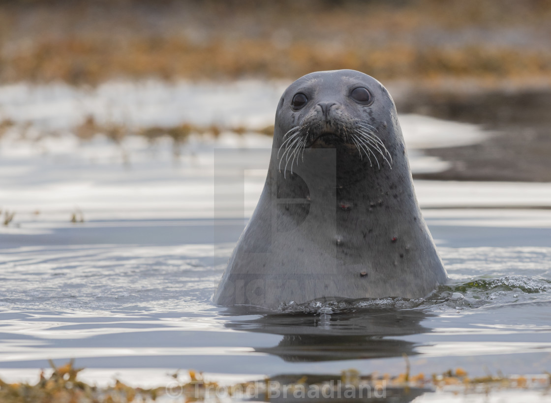 "Harbor seal" stock image