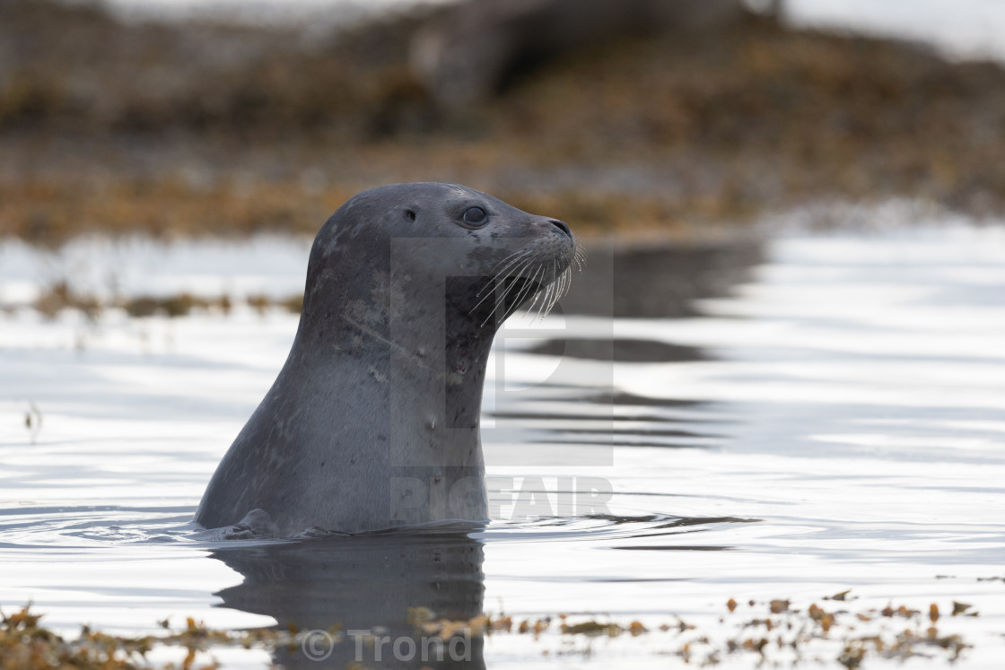 "Harbor seal" stock image