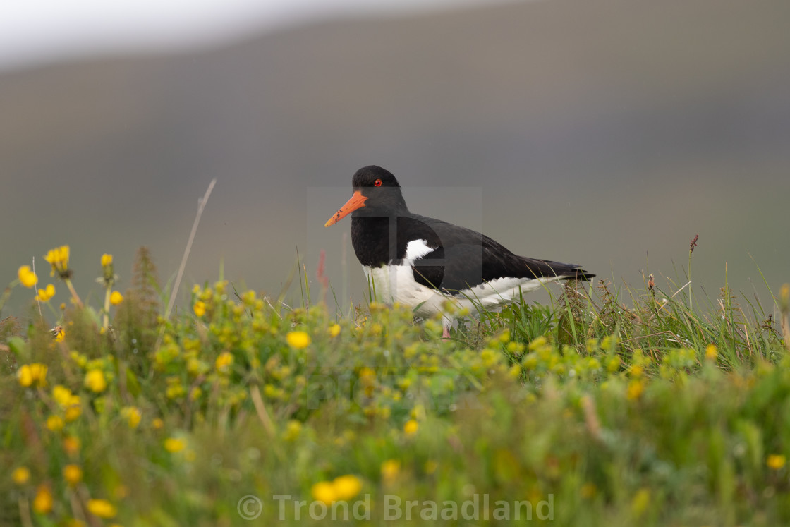 "Eurasian oystercatcher" stock image