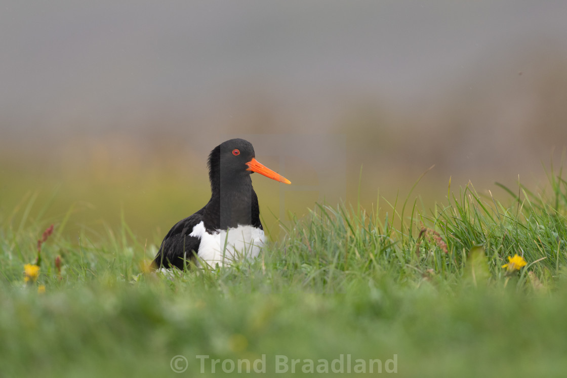 "Eurasian oystercatcher" stock image