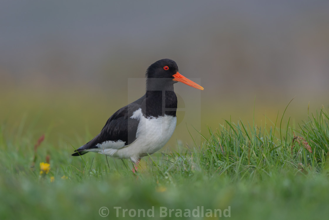 "Eurasian oystercatcher" stock image