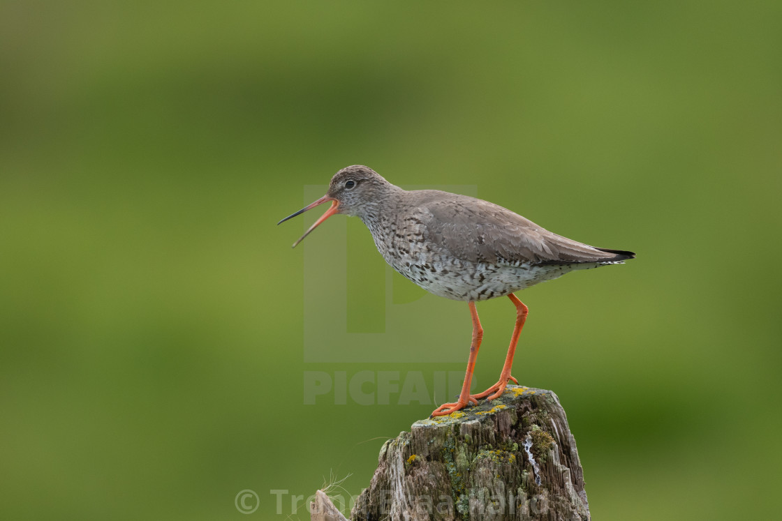 "Common redshank" stock image