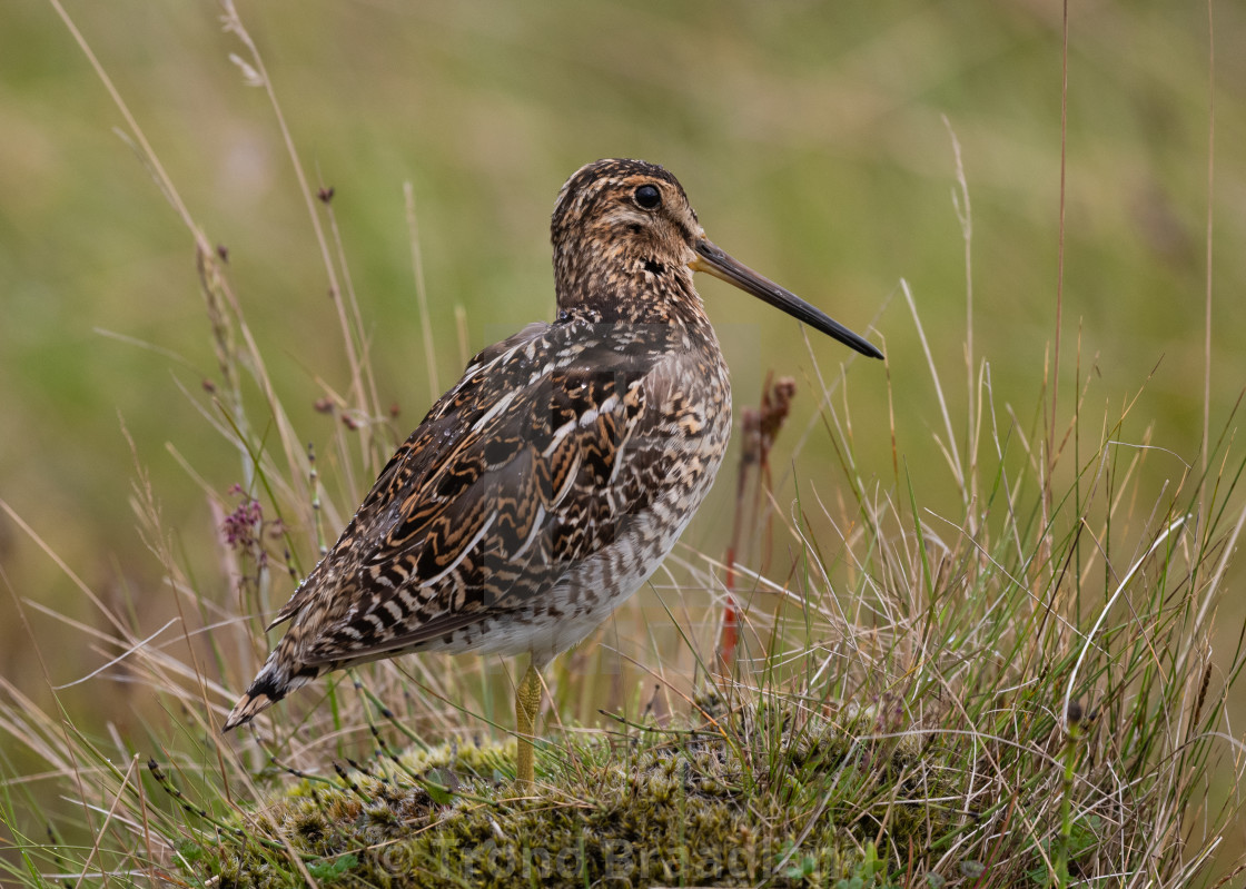 "Common snipe" stock image