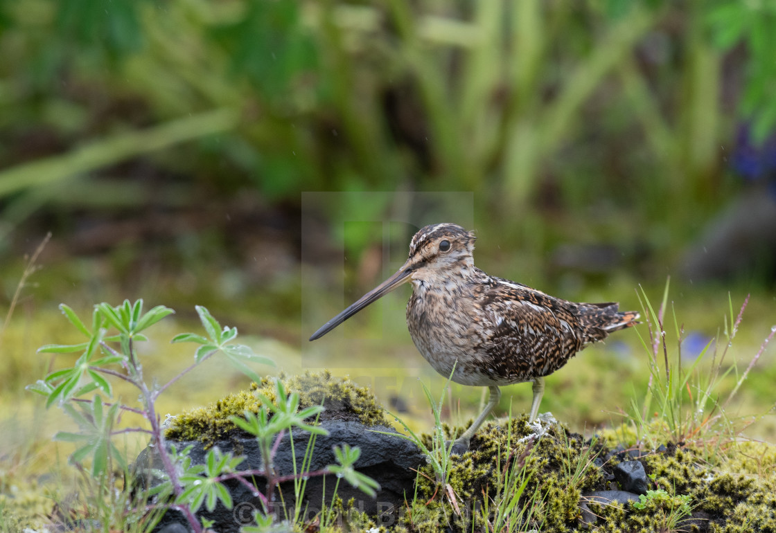 "Common snipe" stock image