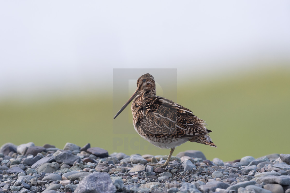 "Common snipe" stock image