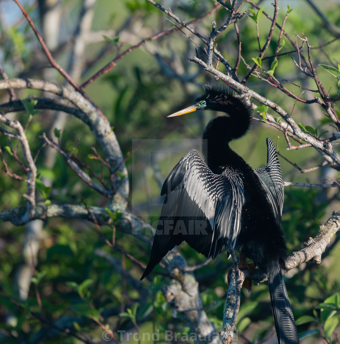 "Anhinga male" stock image