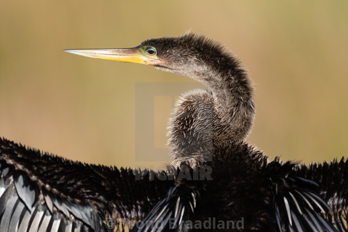 "Anhinga" stock image