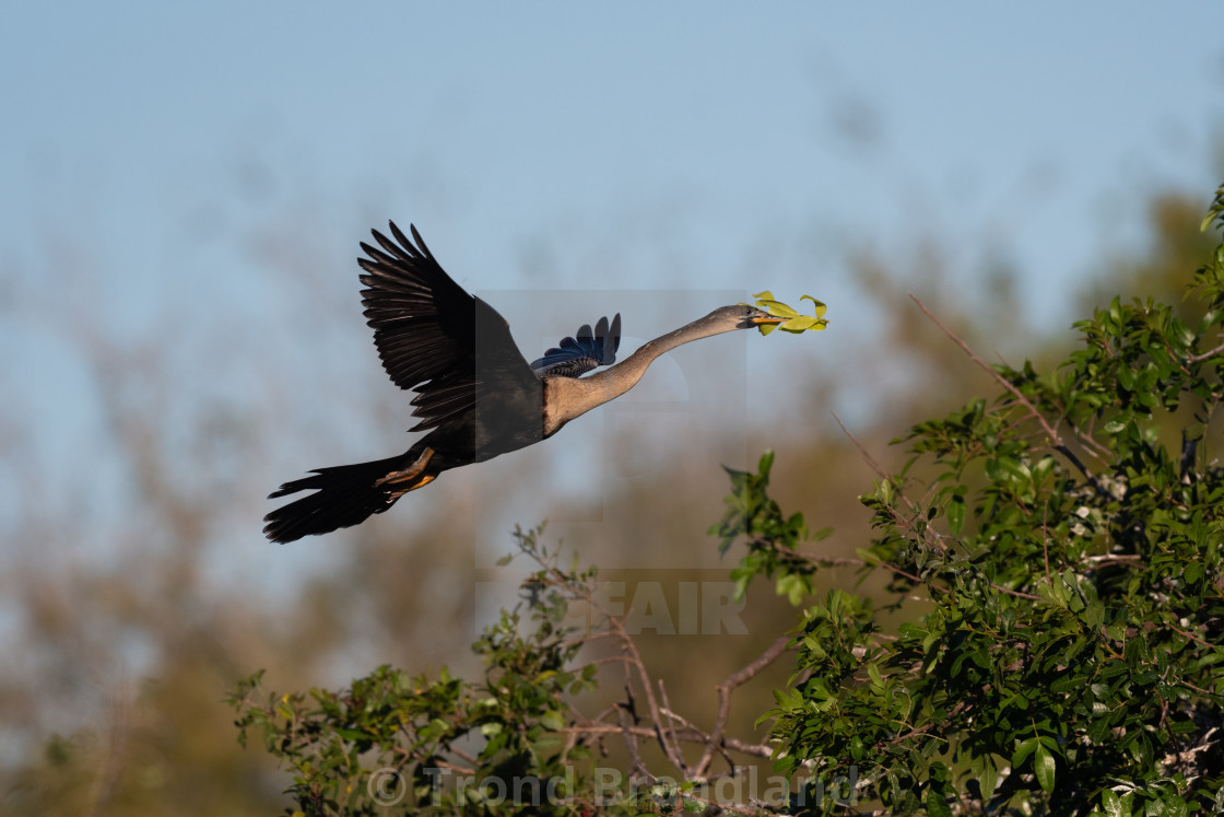 "Anhinga in flight" stock image