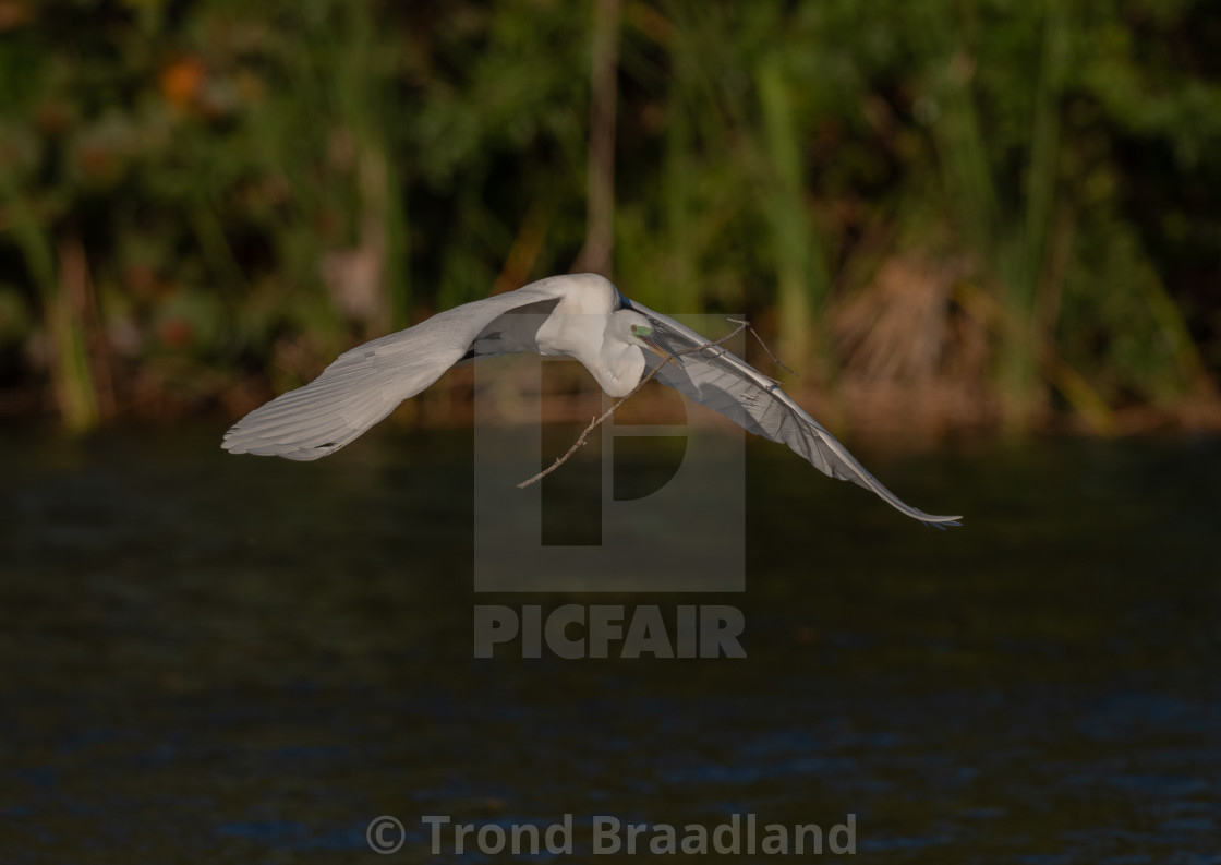 "Great egret" stock image