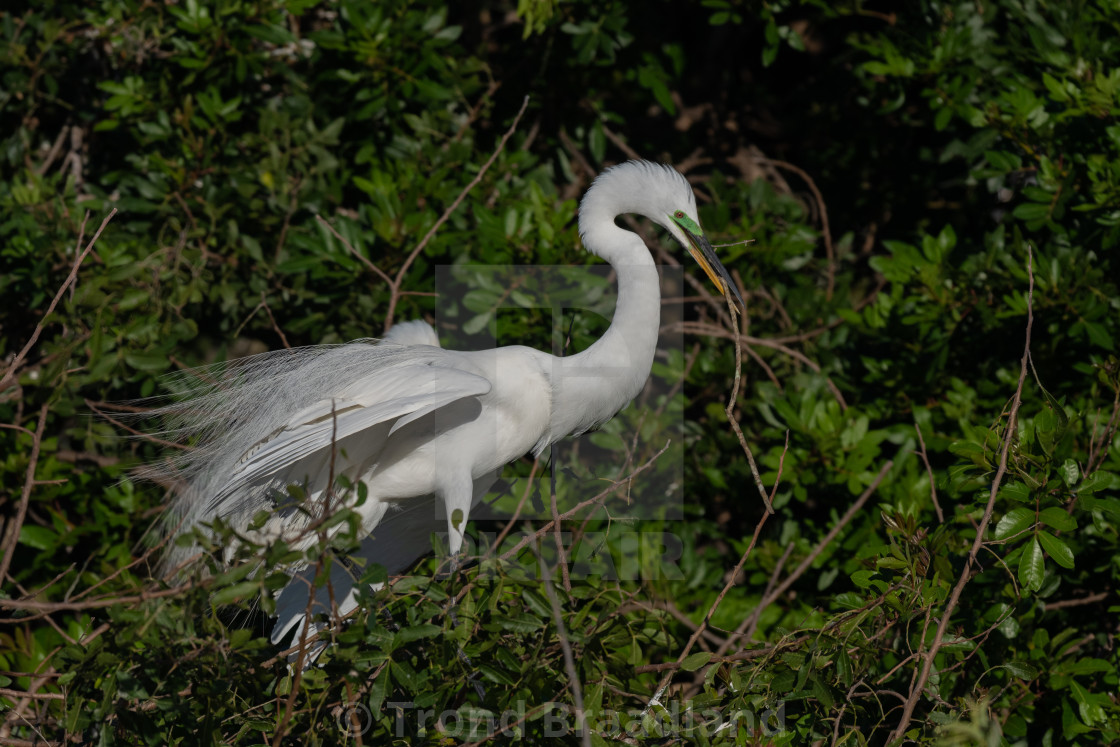 "Great egret" stock image