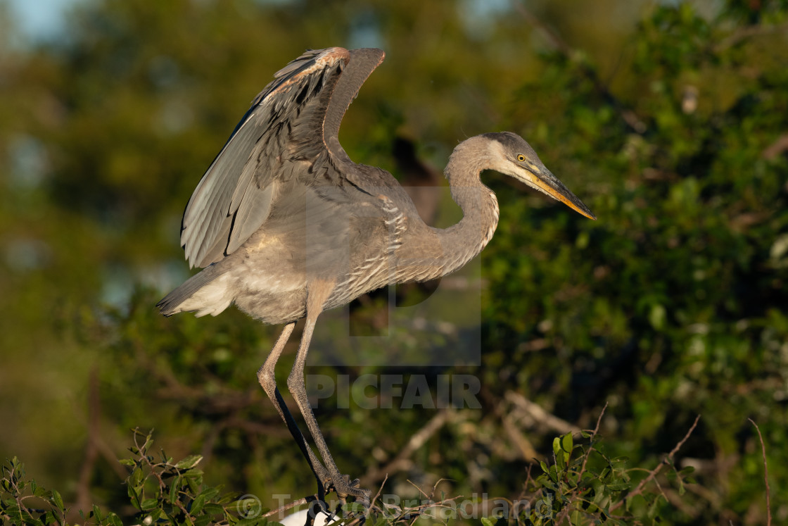 "Great blue heron" stock image