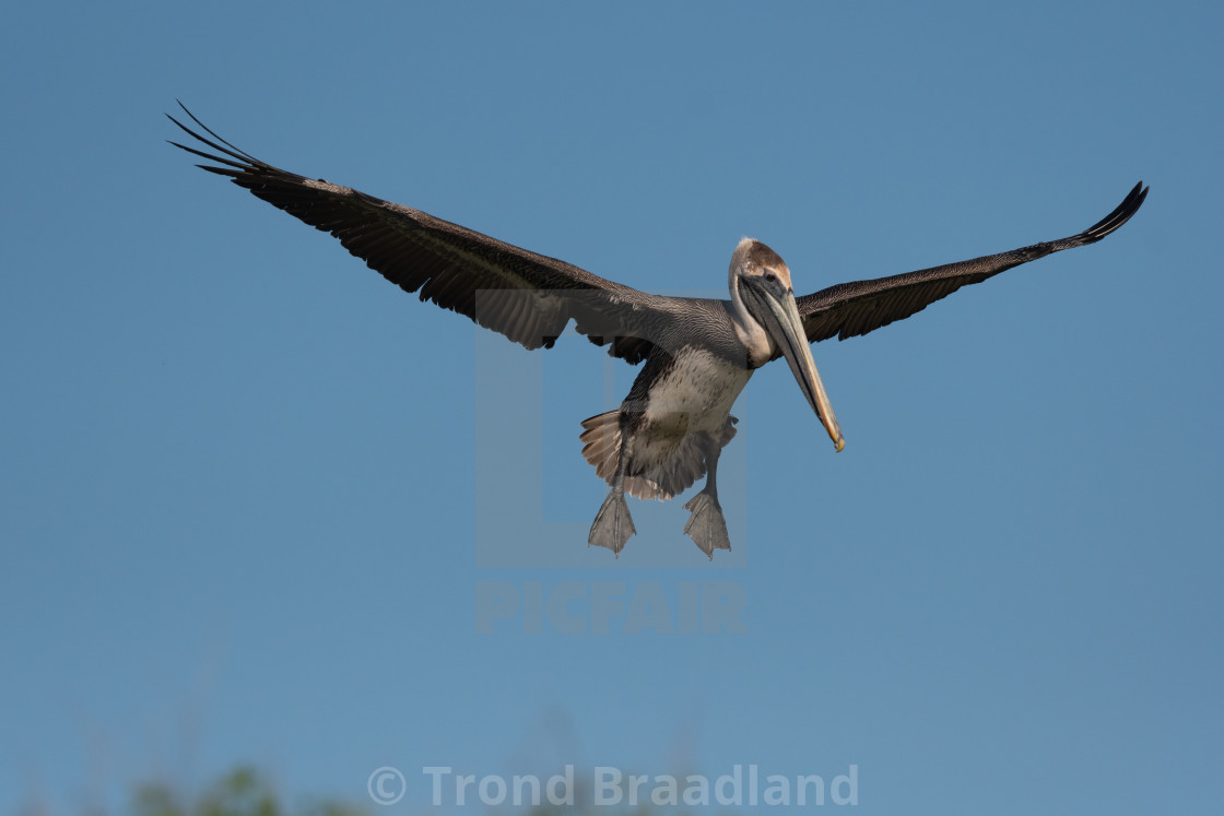 "Brown pelican" stock image