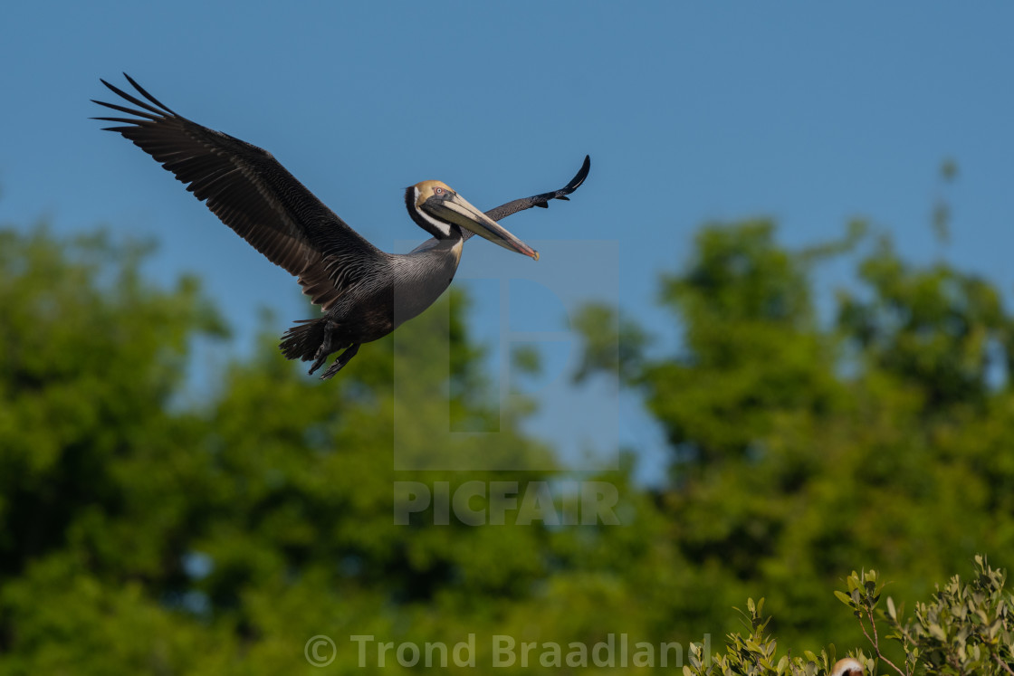 "Brown pelican" stock image