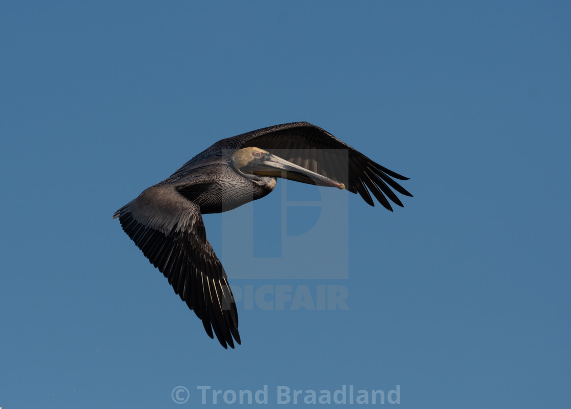 "Brown pelican" stock image