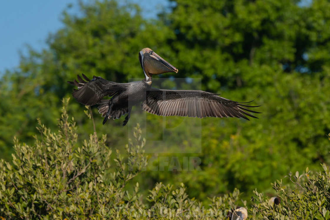 "Brown pelican" stock image