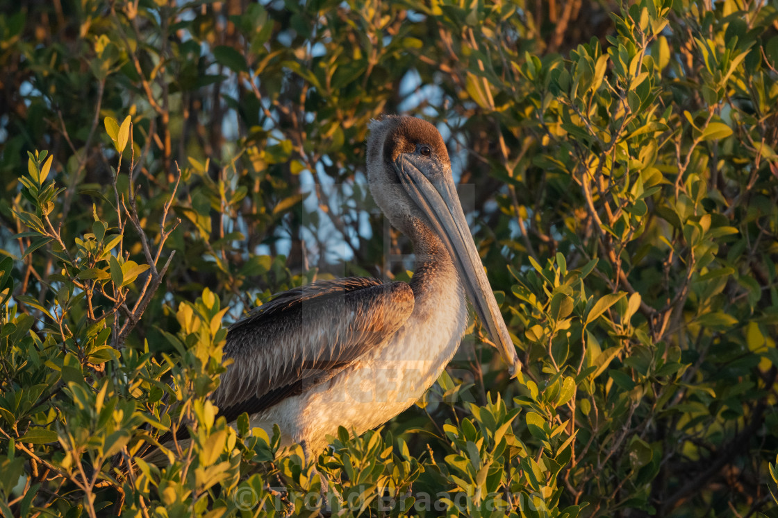 "Brown pelican" stock image