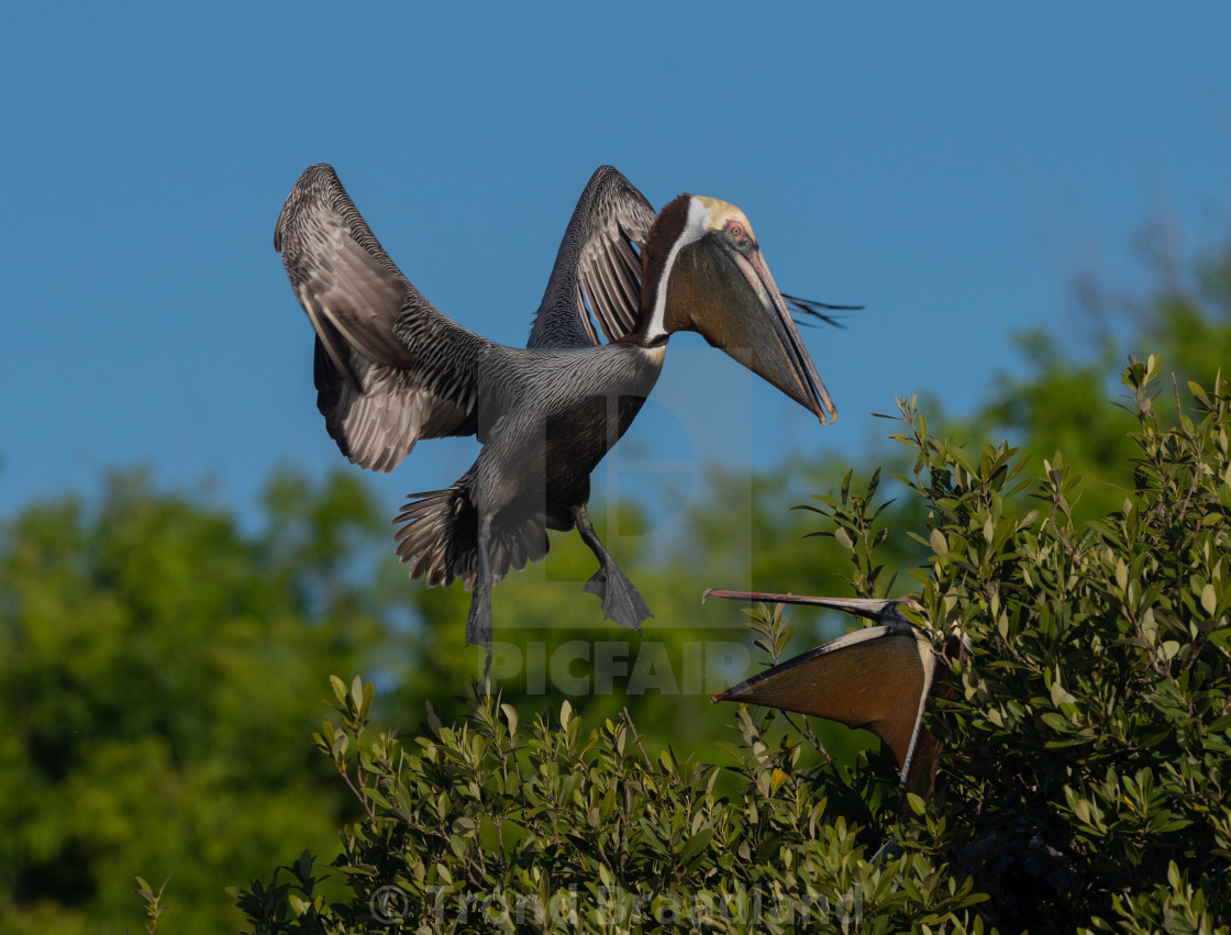 "Brown pelican" stock image