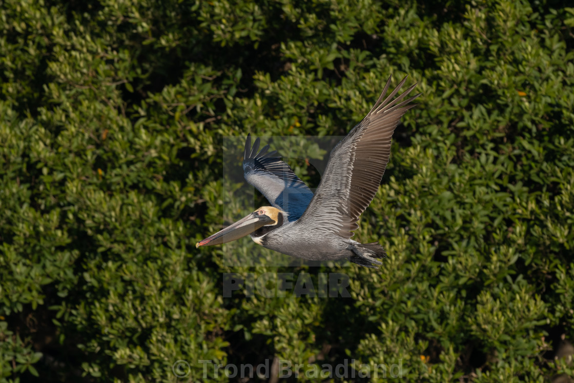 "Brown pelican" stock image