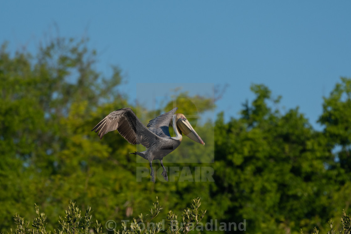 "Brown pelican" stock image