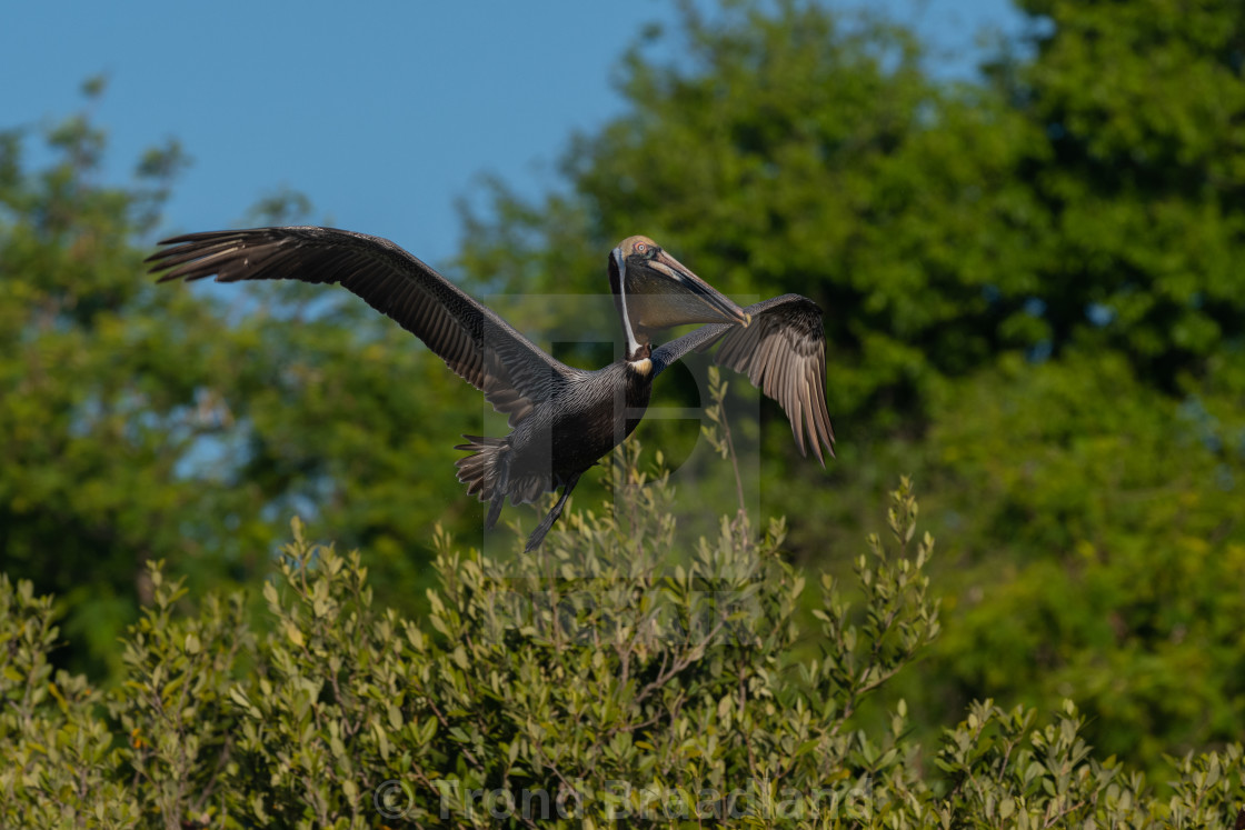 "Brown pelican" stock image