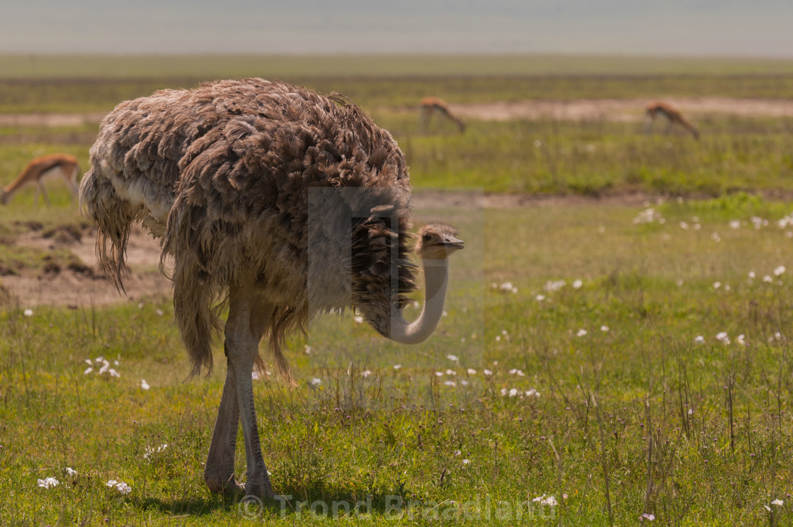 "Common ostrich" stock image