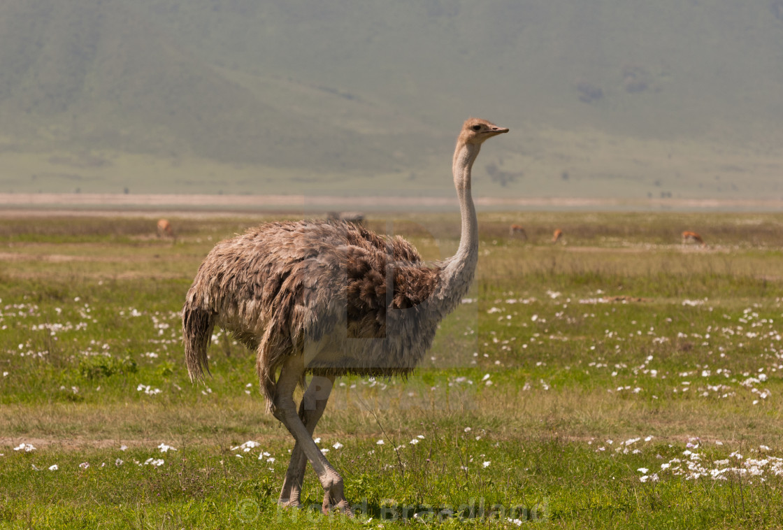 "Common ostrich" stock image