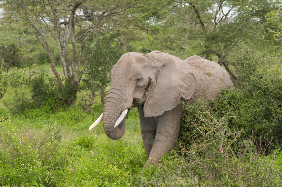 "African bush elephant" stock image