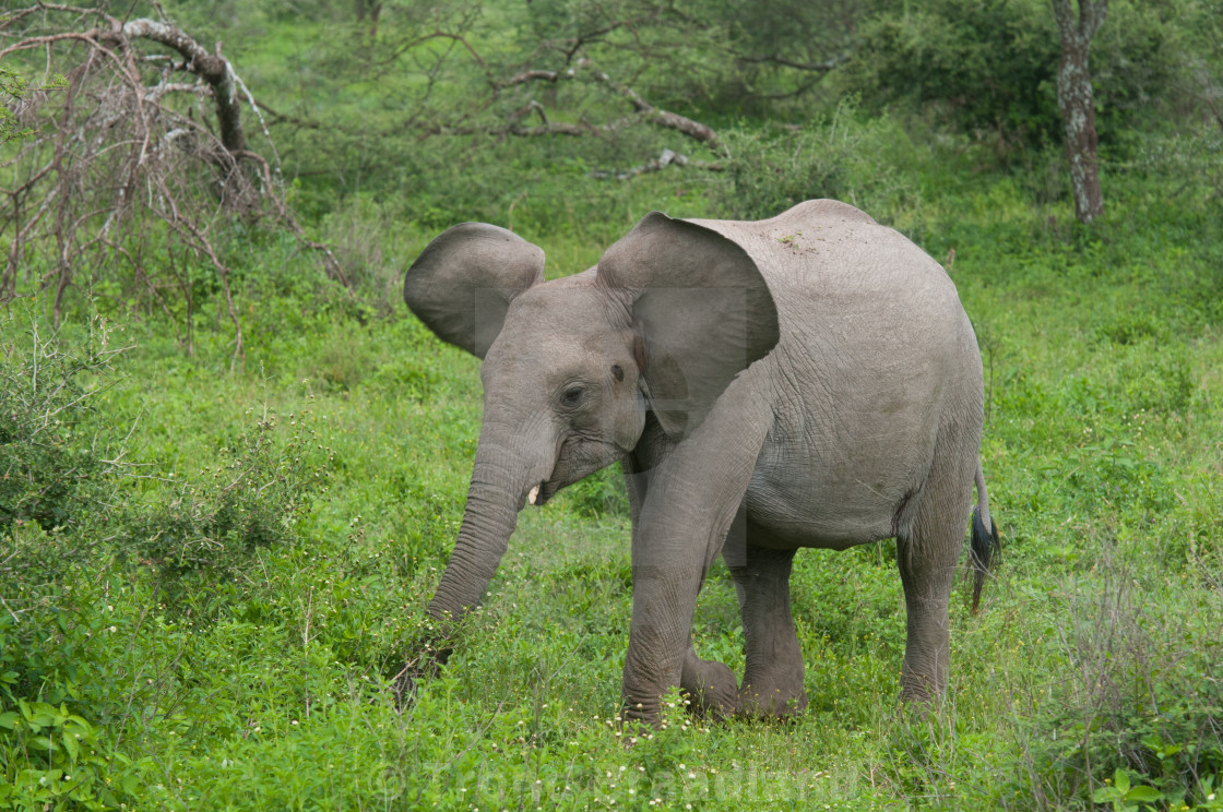 "African bush elephant calf" stock image