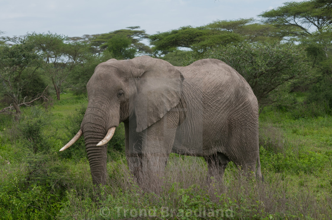 "African bush elephant" stock image