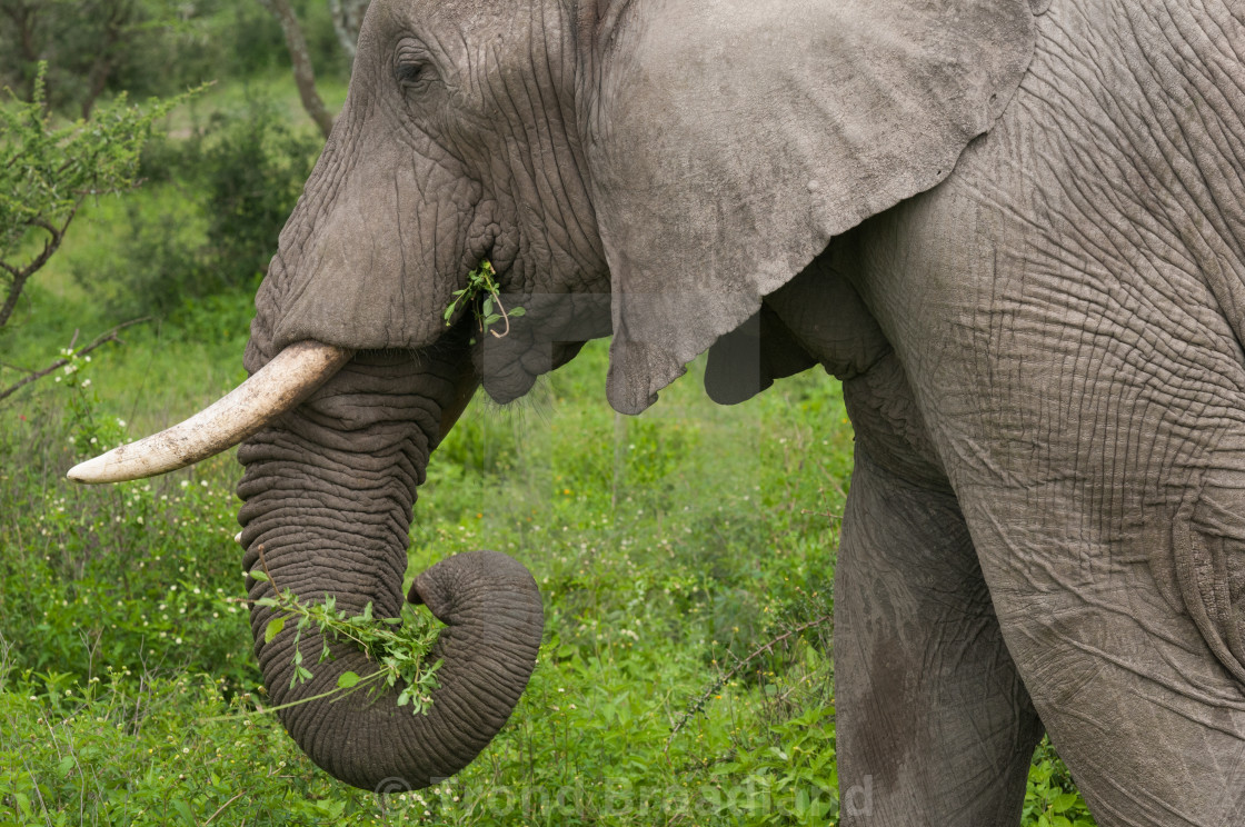 "African bush elephant eating" stock image