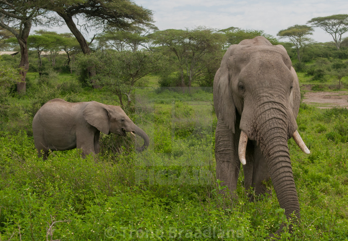 "African bush elephant and calf" stock image