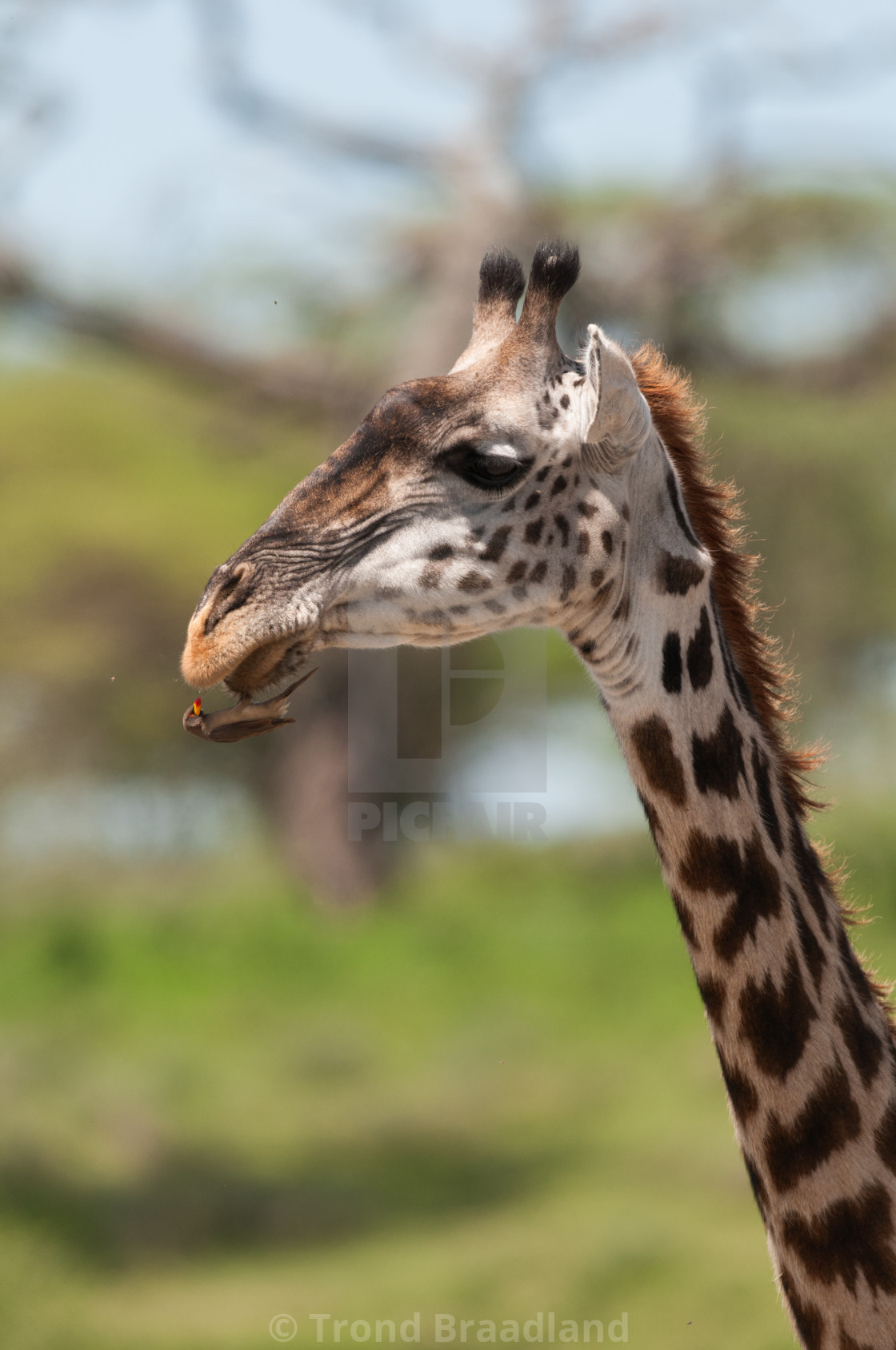 "Norther giraffe and yellow-billed oxpecker" stock image