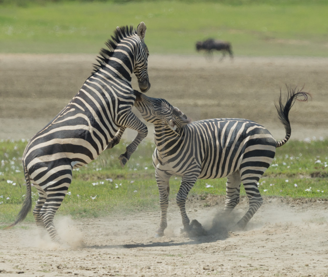 "Plain zebras fighting" stock image