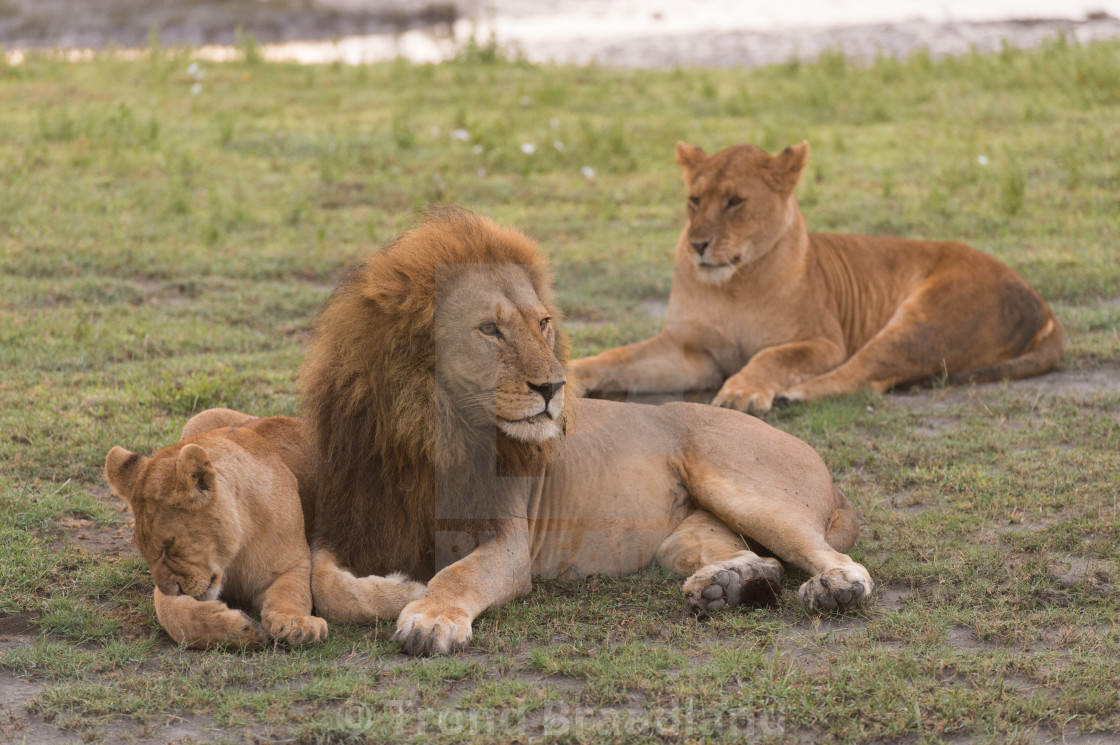 "Lions" stock image