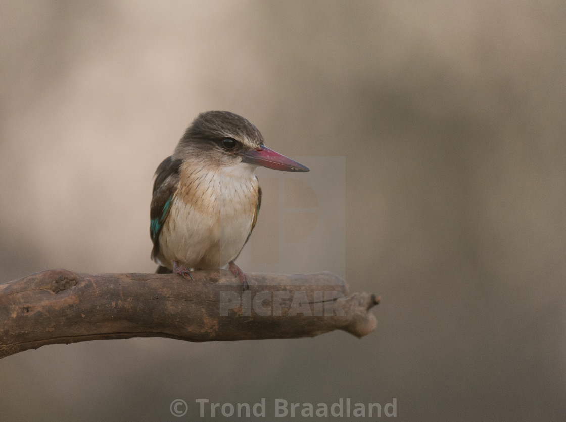 "Brown-hooded male kingfisher" stock image