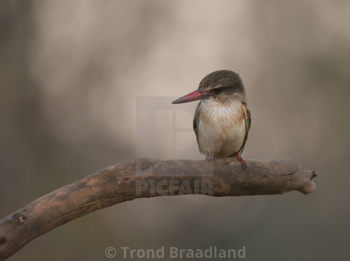 "Brown-hooded male kingfisher" stock image