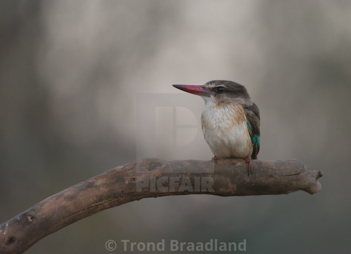 "Brown-hooded male kingfisher" stock image