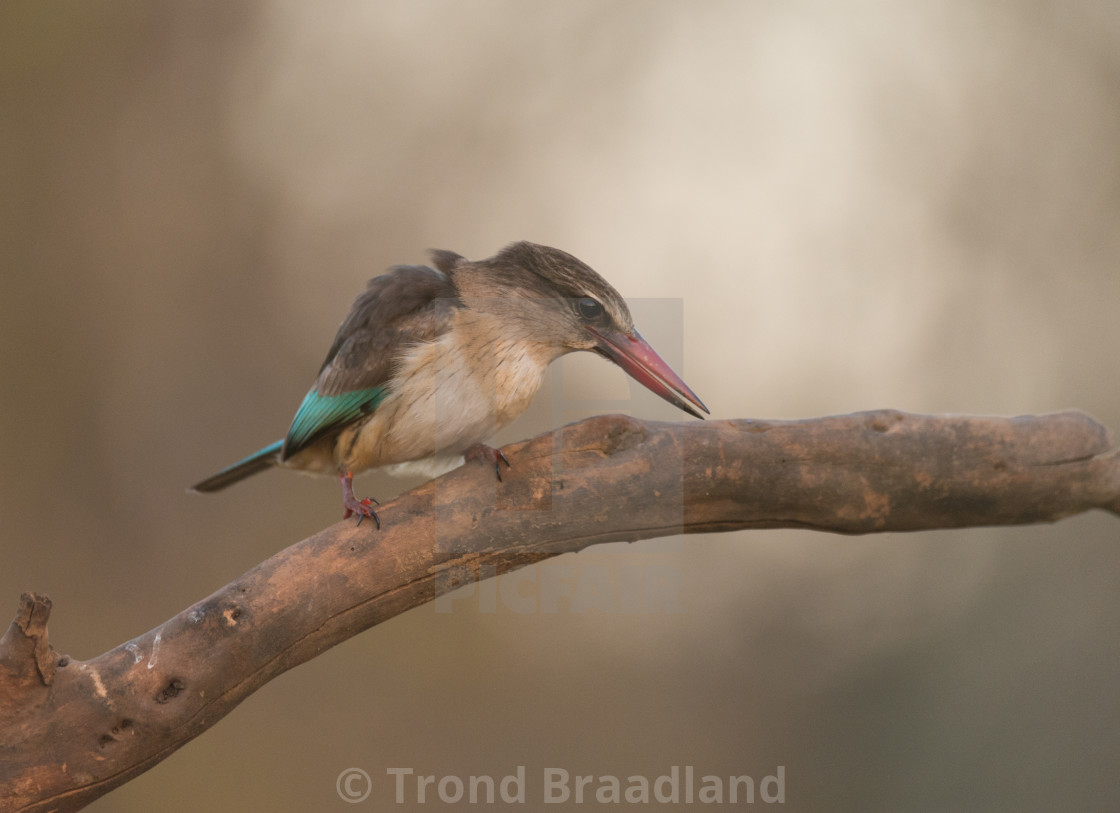 "Brown-hooded kingfisher male" stock image