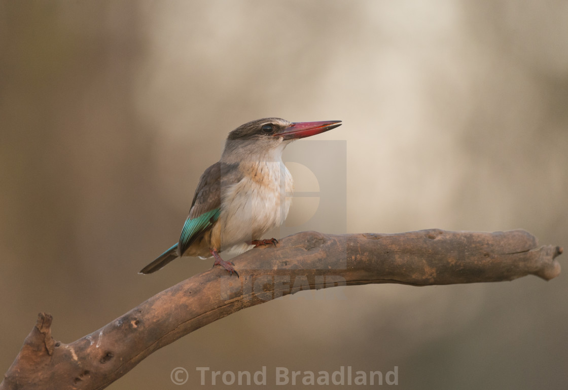 "Brown-hooded kingfisher male" stock image