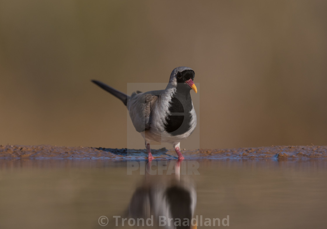 "Namaqua dove" stock image