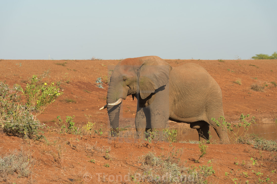 "African bush elephant" stock image