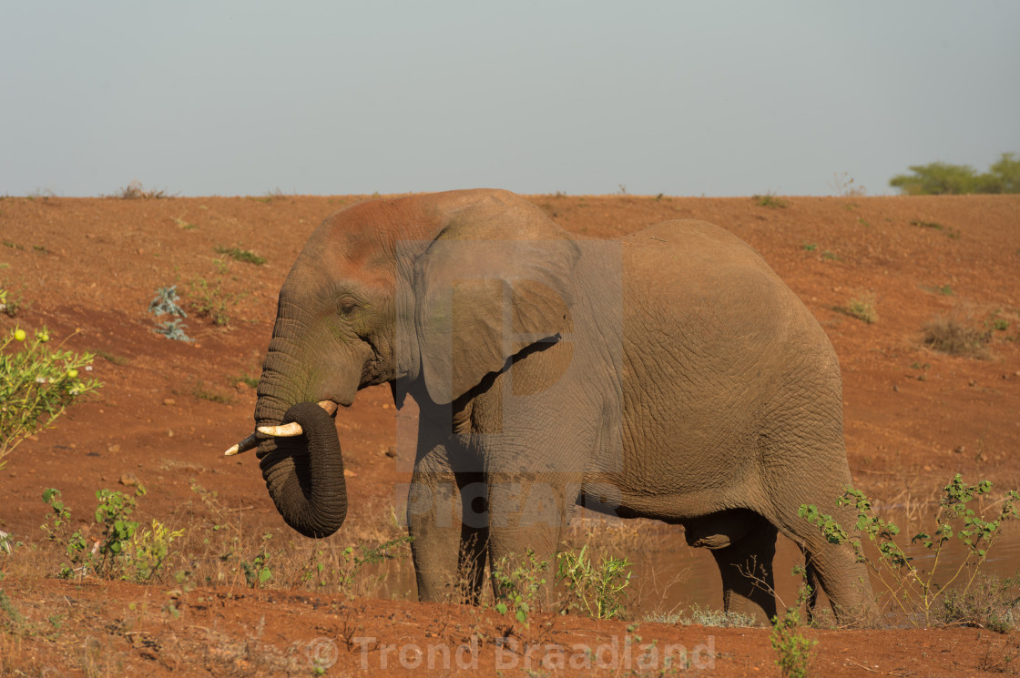 "African bush elephant" stock image