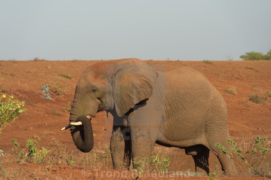 "African bush elephant" stock image